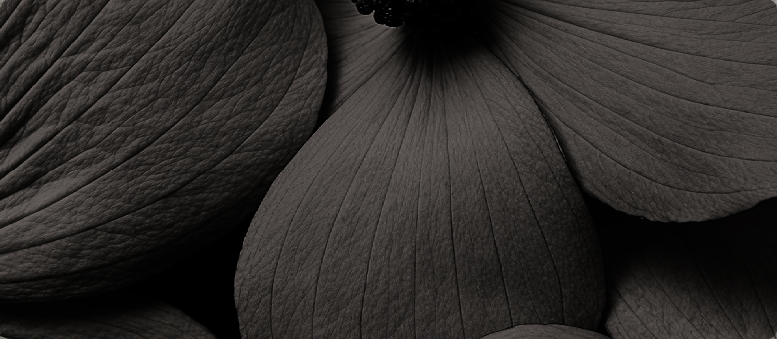 Pétalos de flor banner